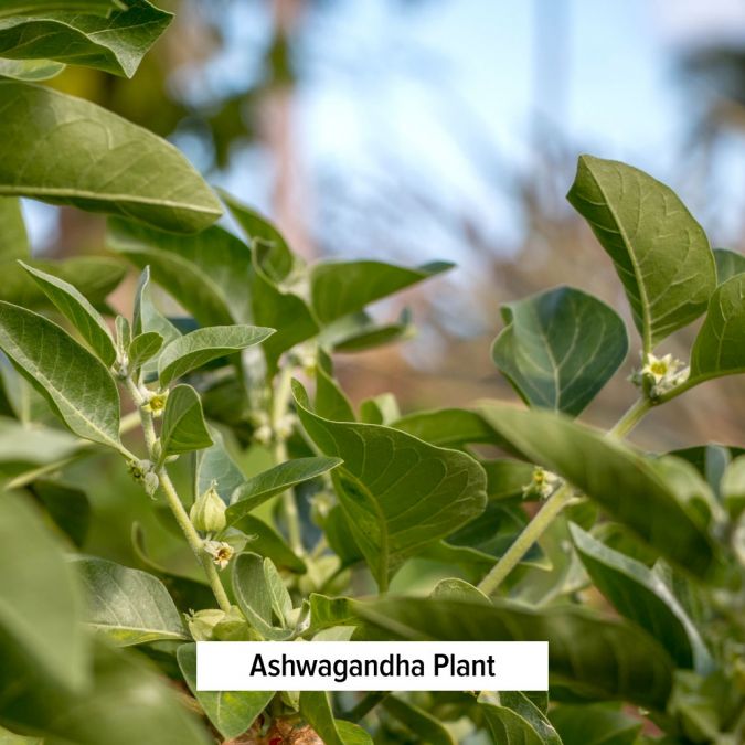 Banyan Botanicals Ashwagandha powder