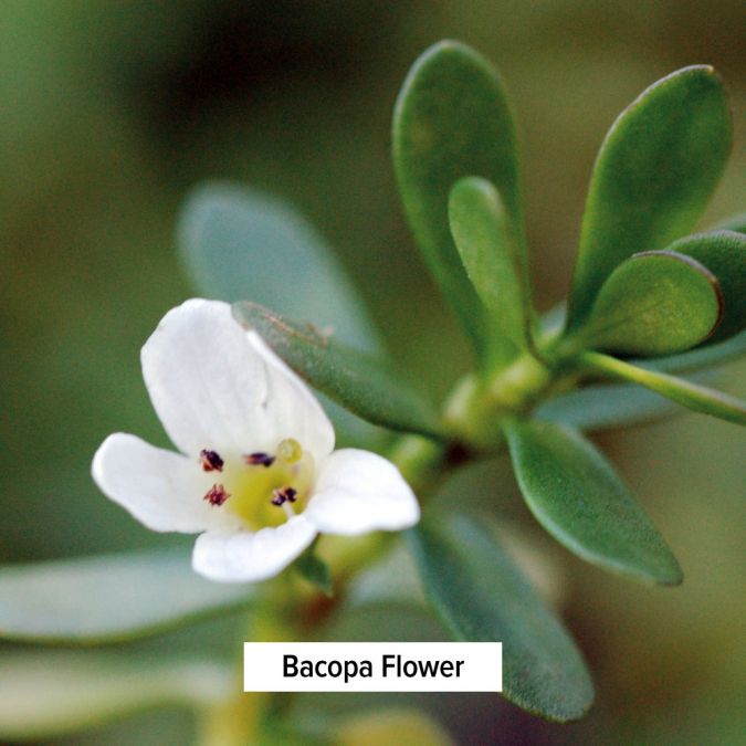 Banyan Botanicals Bacopa powder