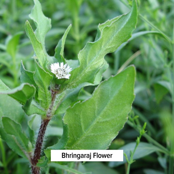 Banyan Botanicals Bhringaraj powder