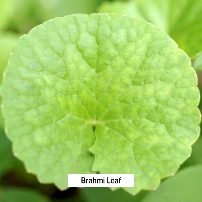 Banyan Botanicals Brahmi/Gotu Kola powder