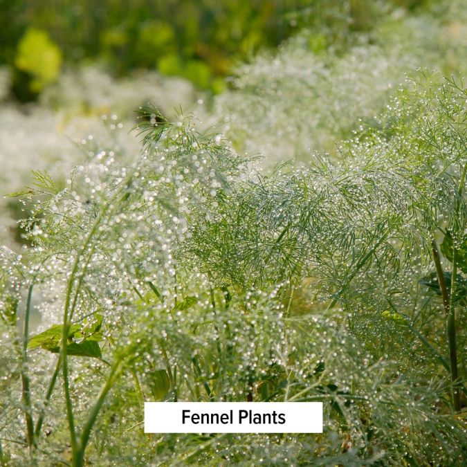 Pitta Digest - TheVedicStore.com