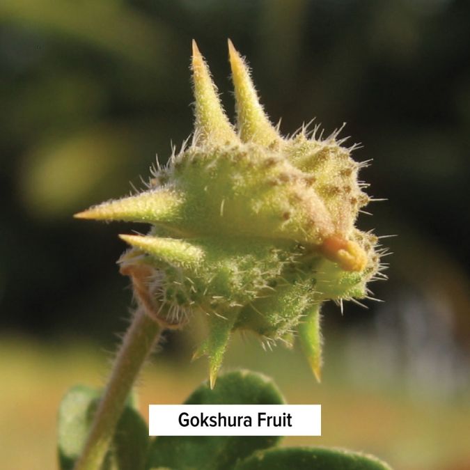 Banyan Botanicals Gokshura Powder