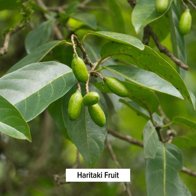 Haritaki - TheVedicStore.com