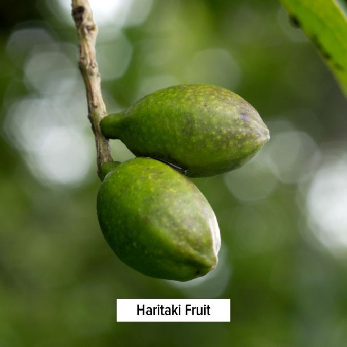 Banyan Botanicals Haritaki powder