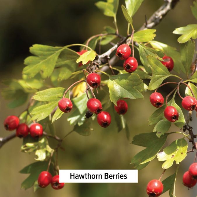 Banyan Botanicals Hawthorn Berry Powder