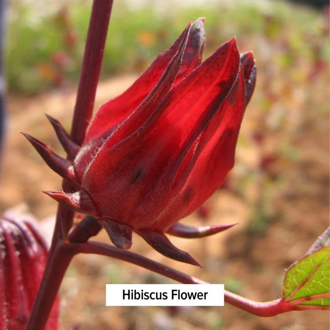 Banyan Botanicals Hibiscus powder