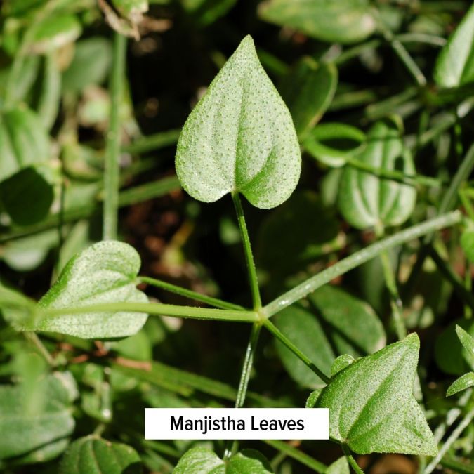 Banyan Botanicals Manjista Powder