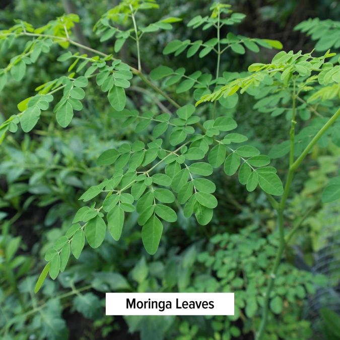 Banyan Botanicals Moringa Powder