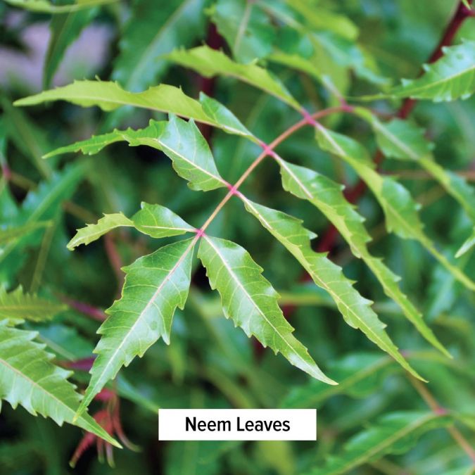 Banyan Botanicals Neem tablets