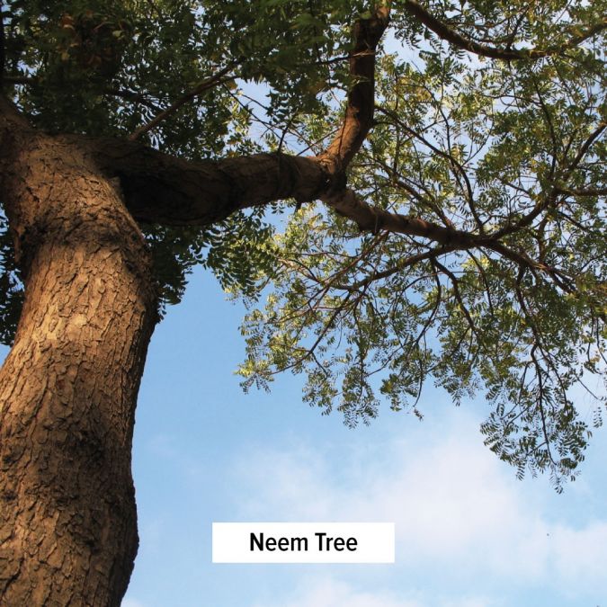 Banyan Botanicals Neem tablets