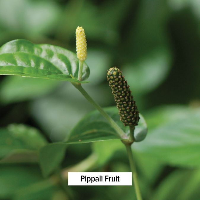 Banyan Botanicals Sitopaladi powder