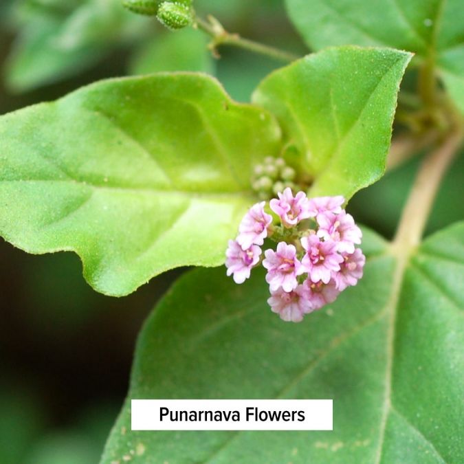 Healthy Kapha Powder