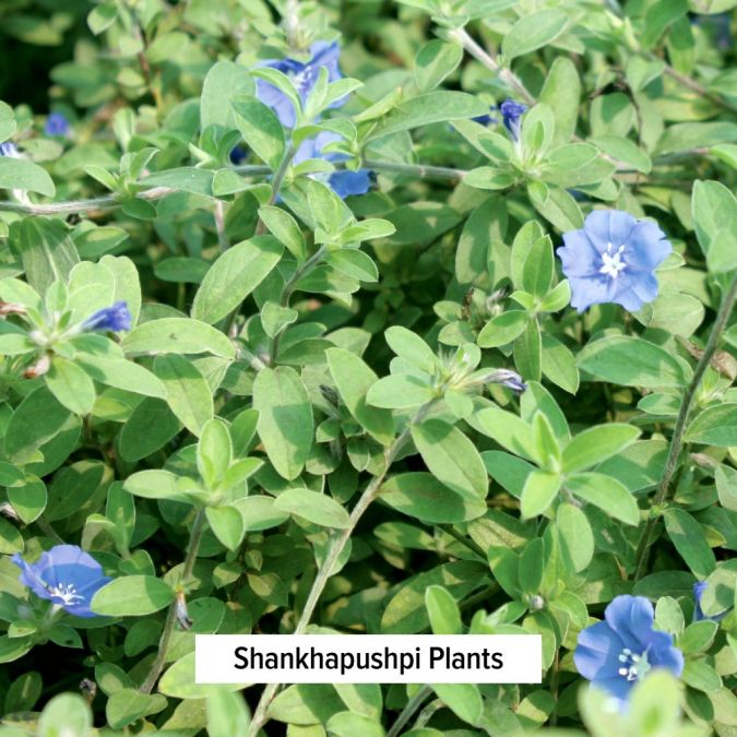 Banyan Botanicals Shankhapushpi powder
