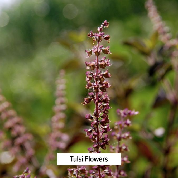 Banyan Botanicals Tulsi powder