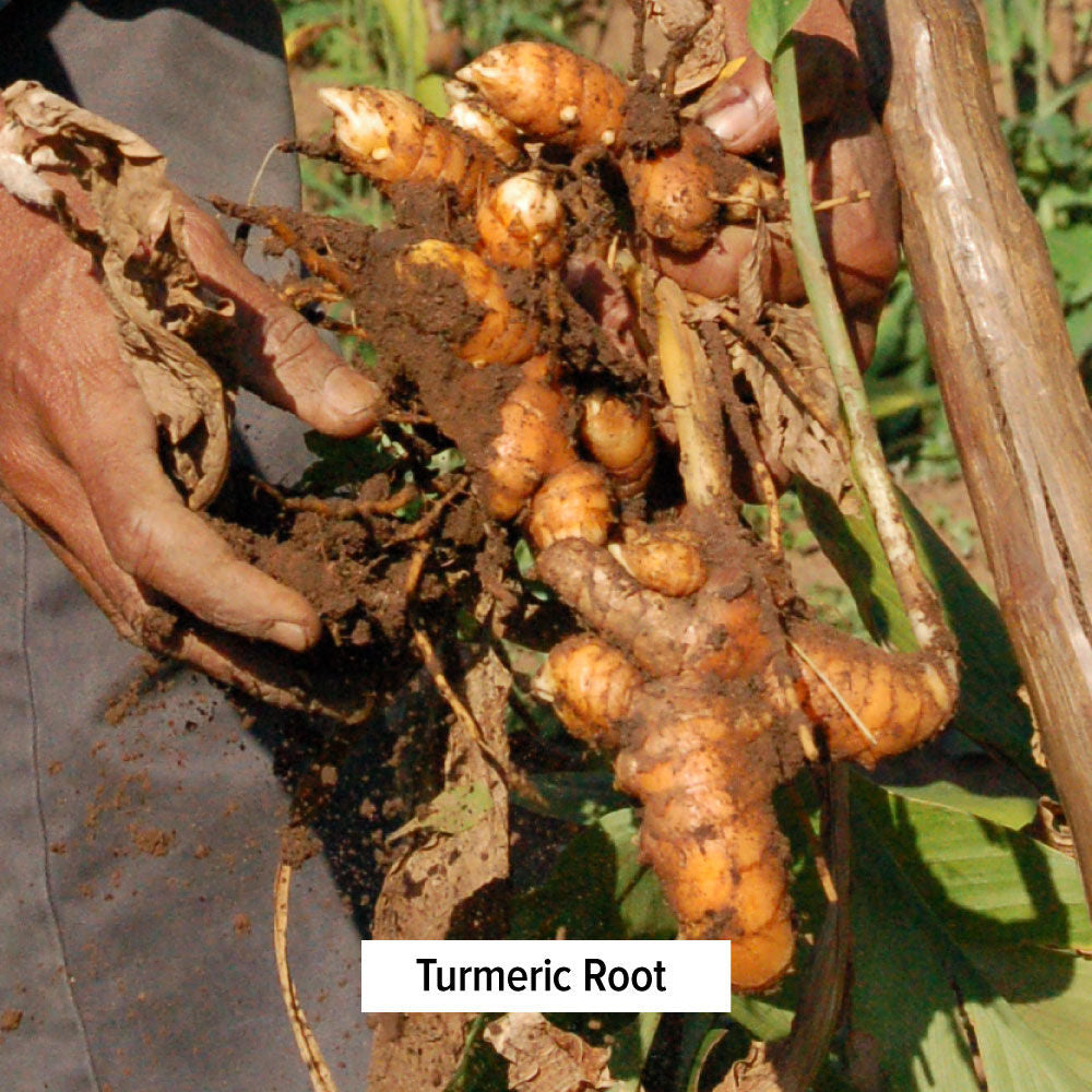 Banyan Botanicals Immune Health Now (3.5 oz) - Respiratory System Support