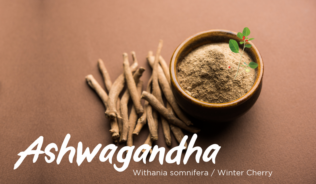 Ashwagandha Herbs