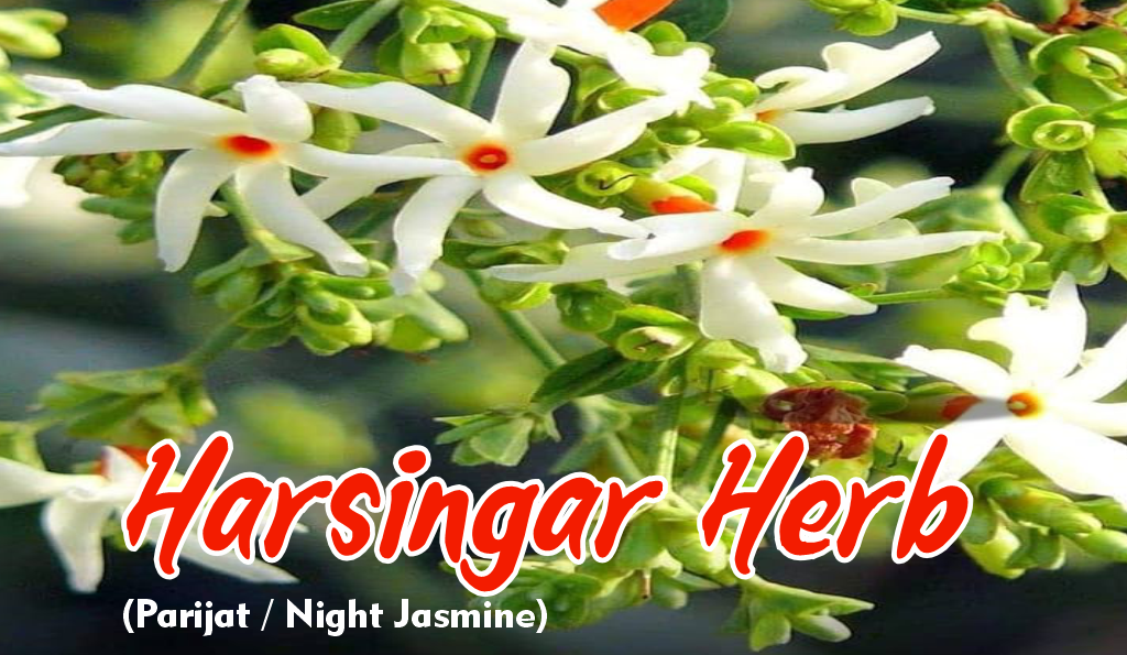 Harsingar / Parijat Herb