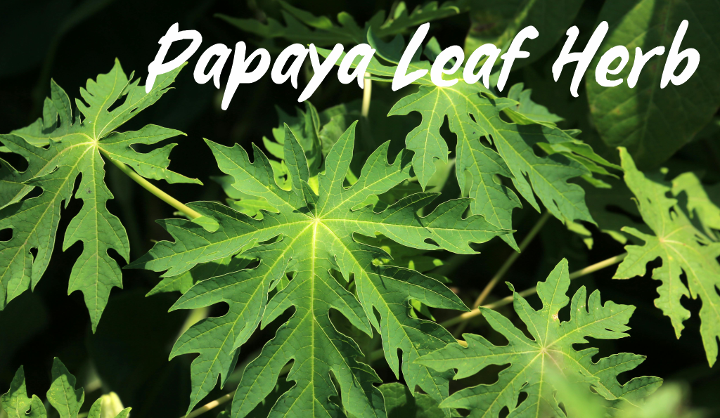 Papaya Leaf Herb