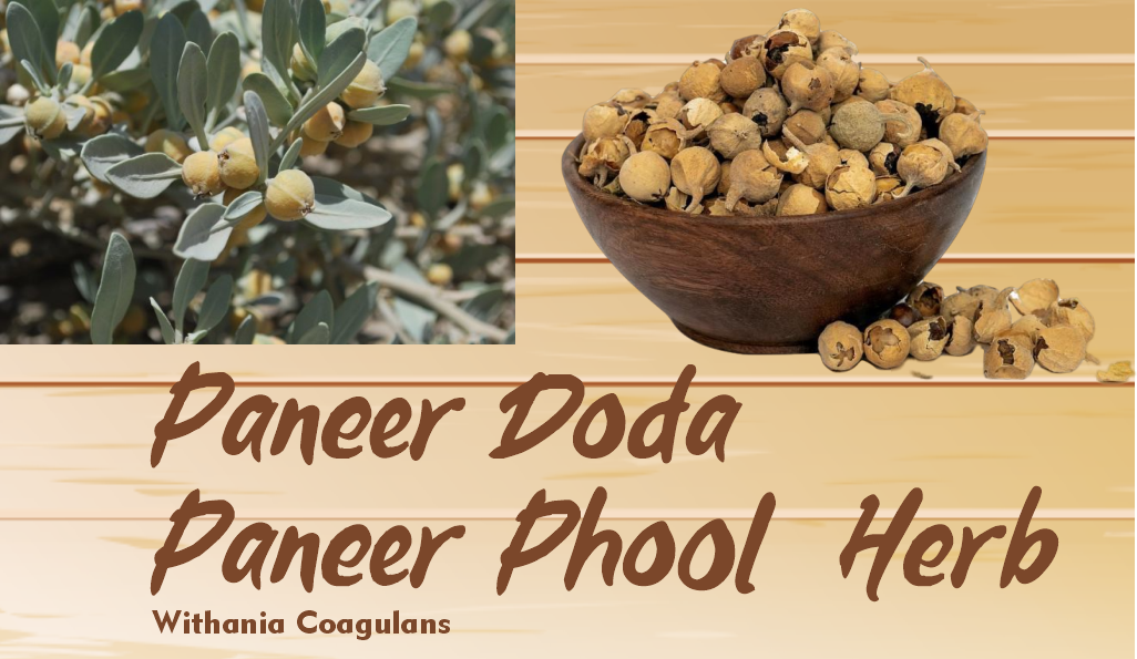Paneer Phool Herb