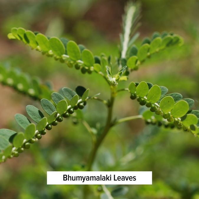 Liver Formula - TheVedicStore.com