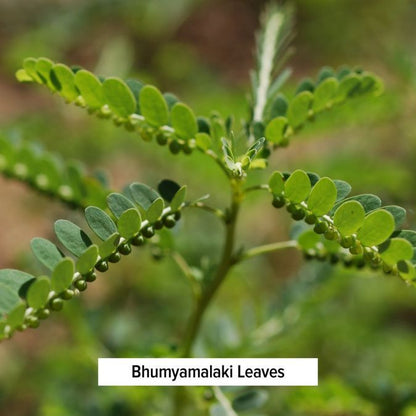 Liver Formula - TheVedicStore.com