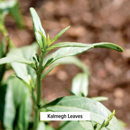 Pollen Protect - TheVedicStore.com