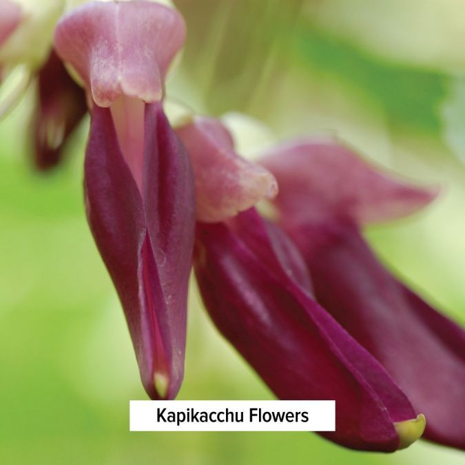 Mucuna (Kapikacchu) - TheVedicStore.com