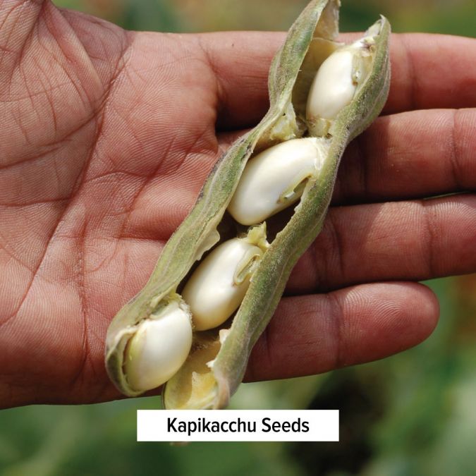 Mucuna (Kapikacchu) - TheVedicStore.com