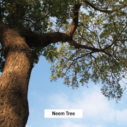 Neem - TheVedicStore.com